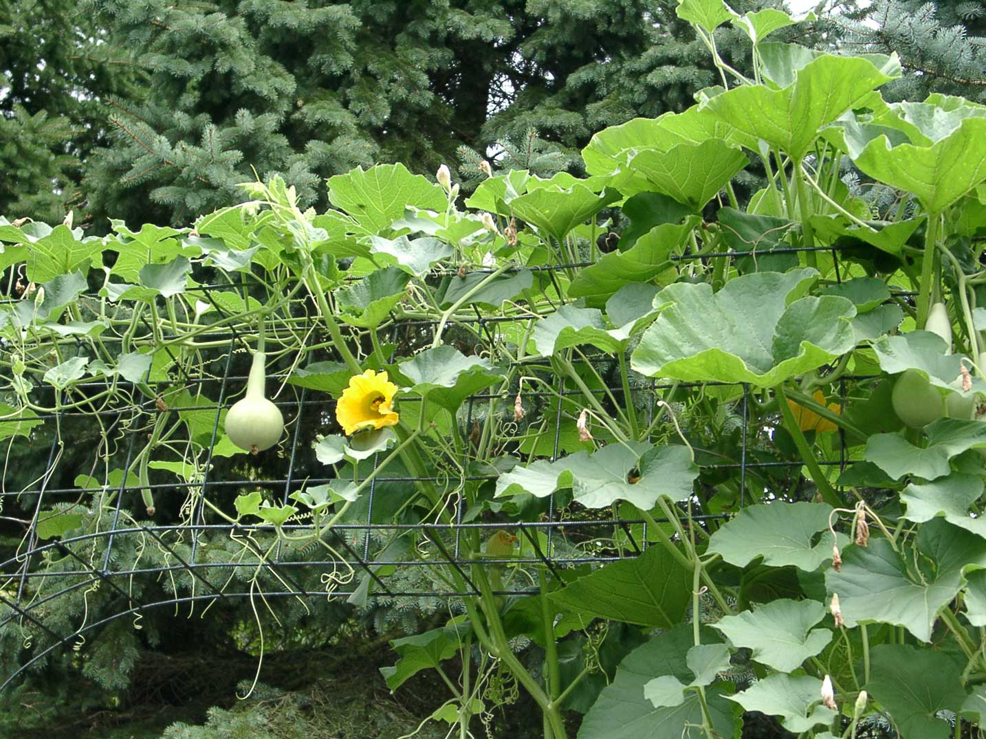 lagenariamitbluete priv. Blog von Gerd Mossner Rastede